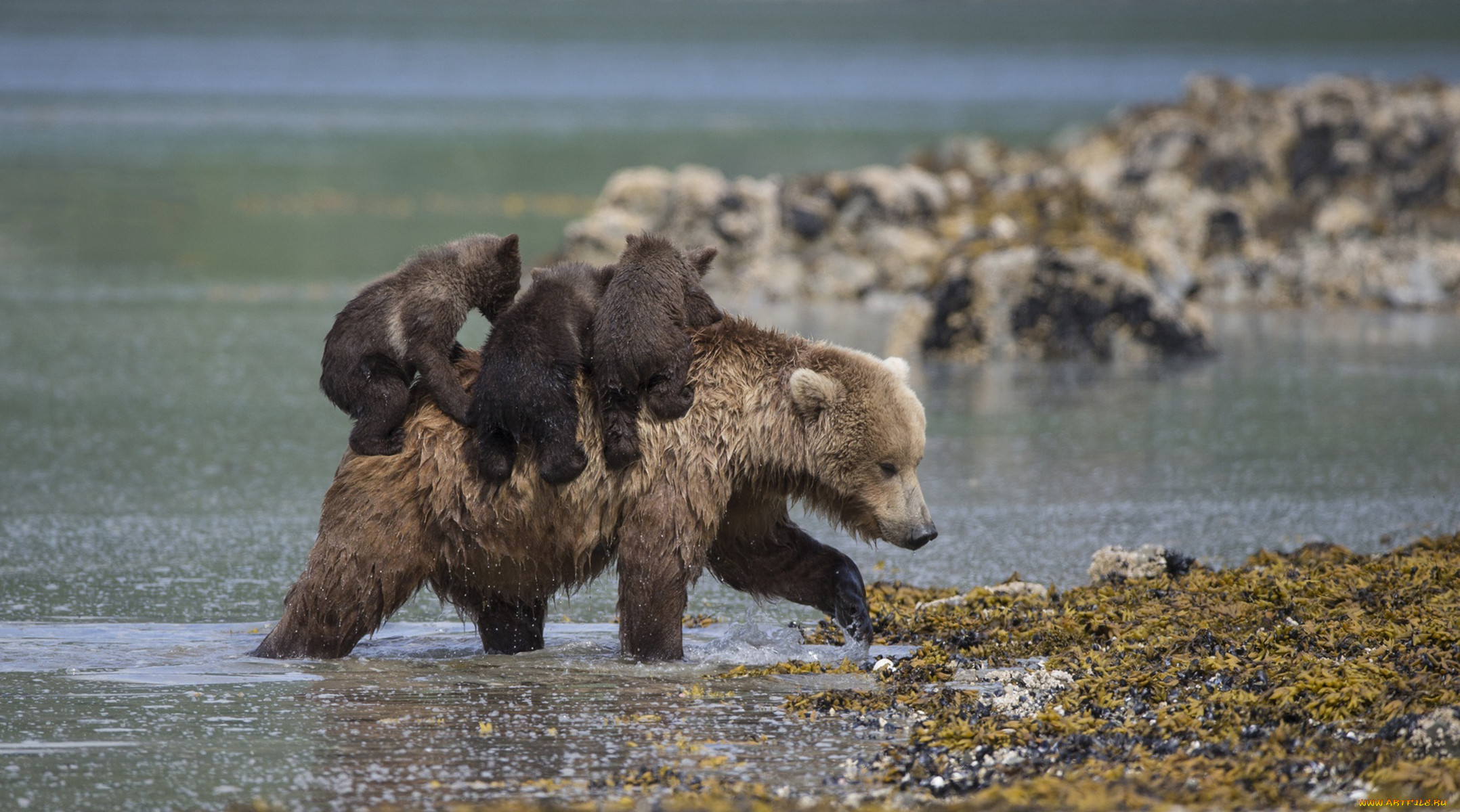 Бурый медведь Байкальский заповедник